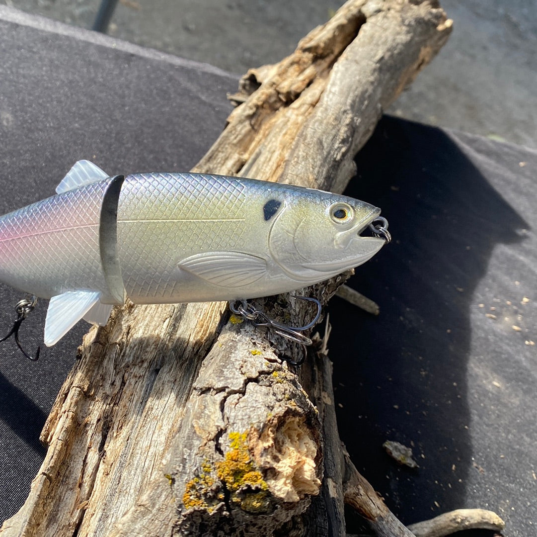 203 shad king