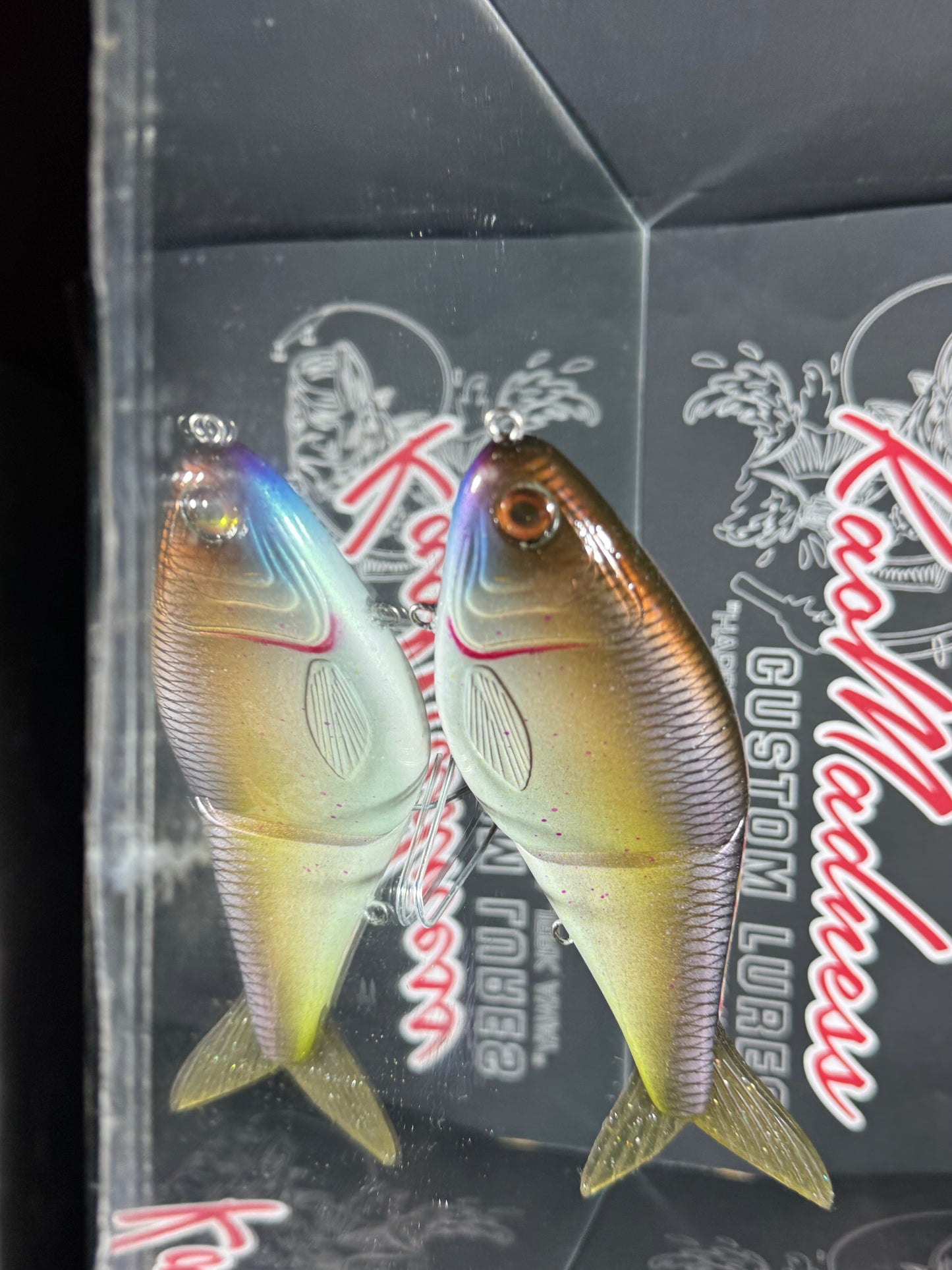 Golden Shiner