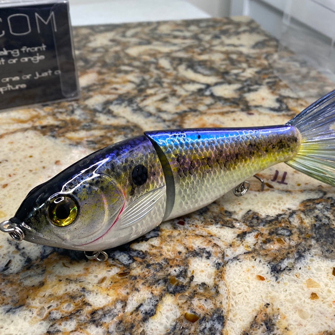 Big belly golden shad