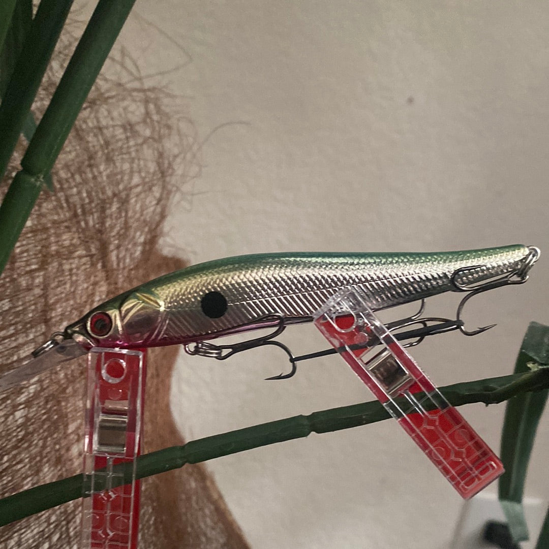 Redbelly chrom shad