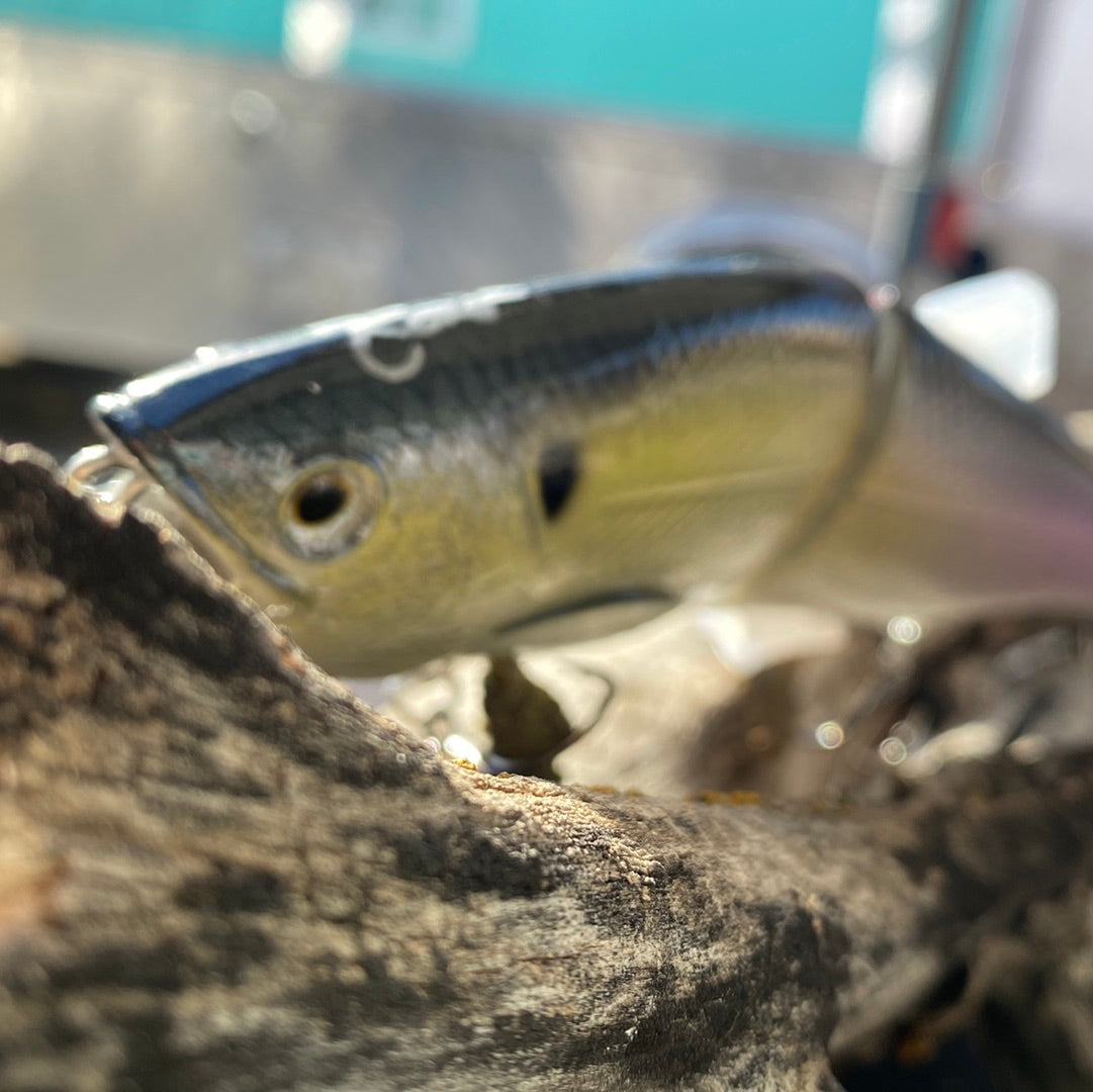 203 shad king