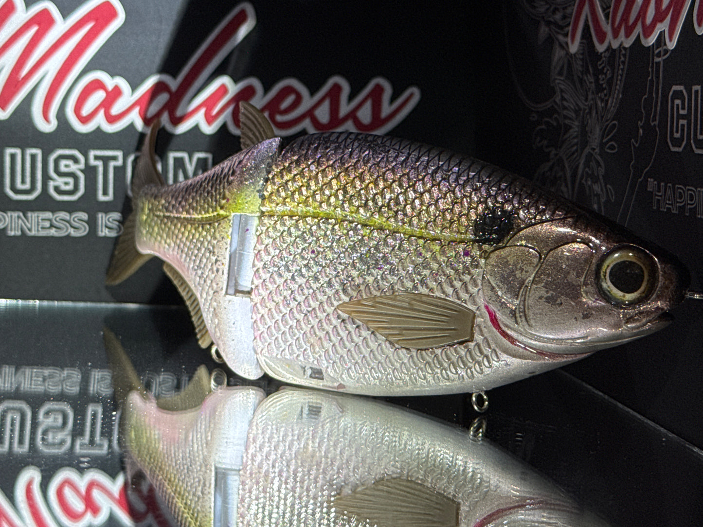 Golden King Shad