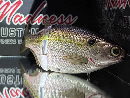Golden King Shad