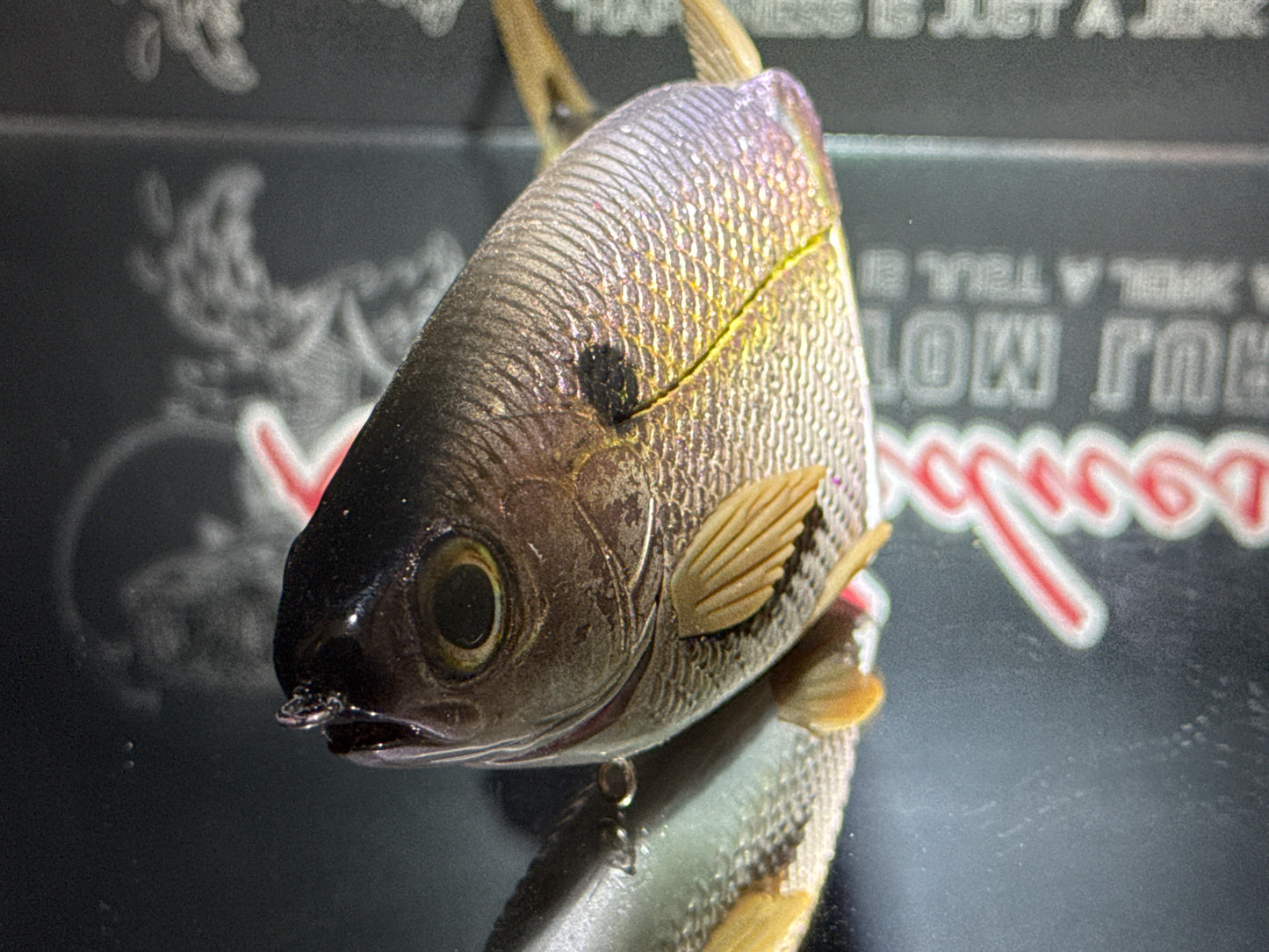 Golden King Shad