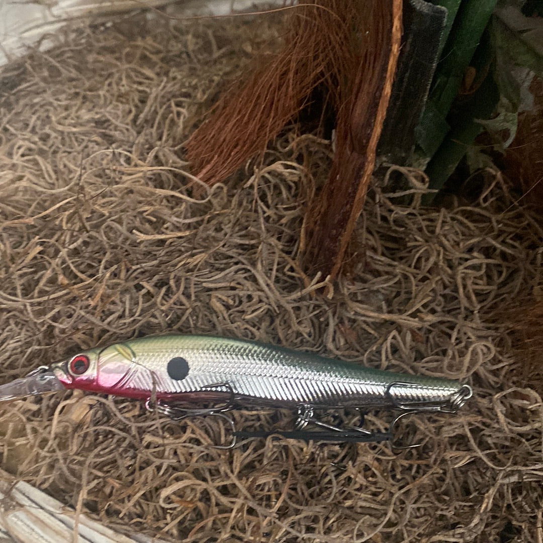 Redbelly chrom shad