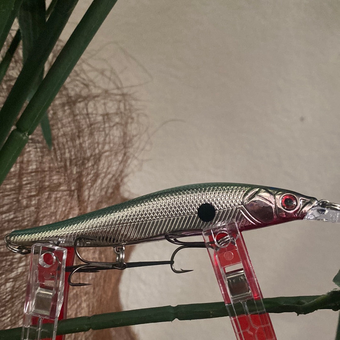 Redbelly chrom shad