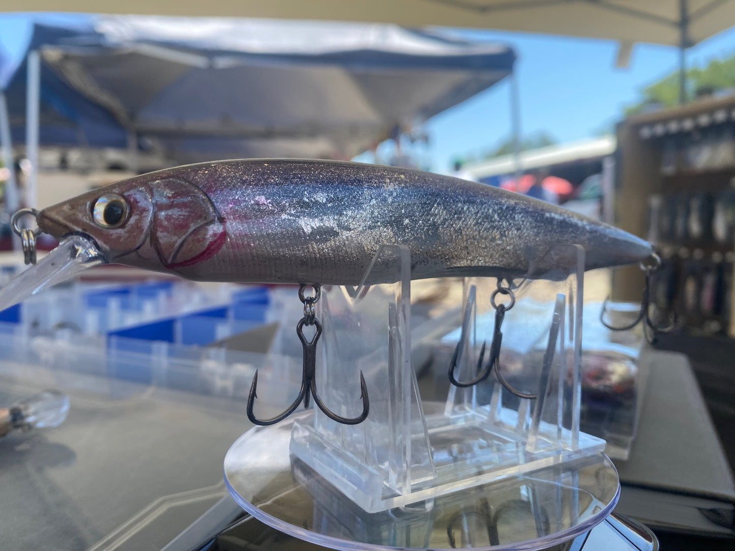 Blue Back Anchovy