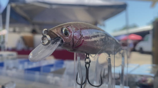 Blue Back Anchovy